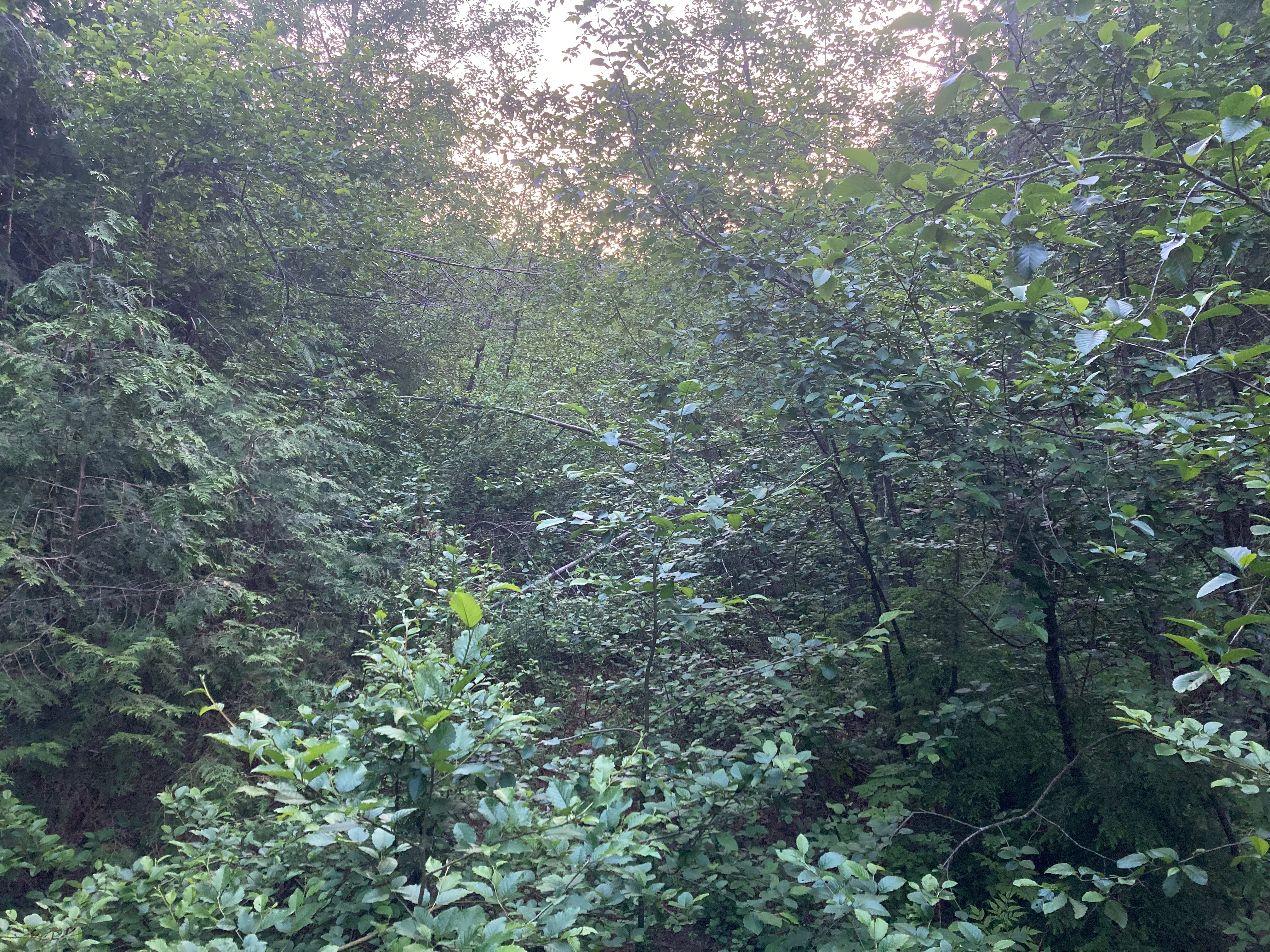 An overgrown and abandoned road that Freeman traversed. (Credit: Benjamin Freeman)