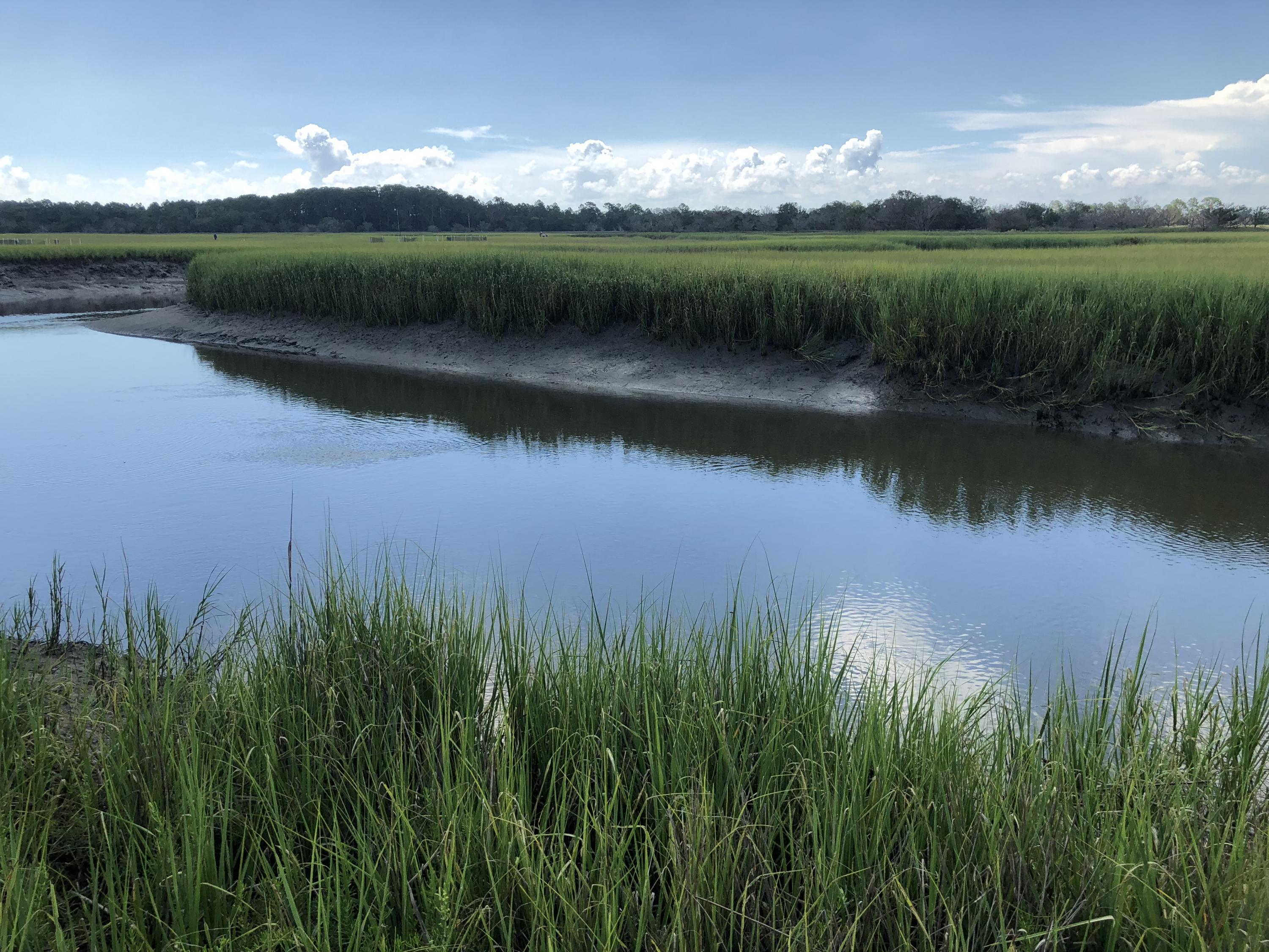 Native Spartina grasses anchor Georgia’s coastal marshes, the focus of a new study exploring how plants and root microbes can improve restoration success.