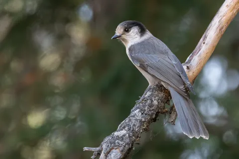The Canada Jay is one of the birds struggling in the Pacific Northwest. (Credit: Mason Maron)
