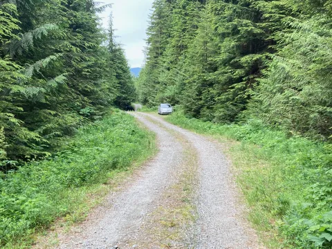 While locating the field sites, Freeman spotted this bear on an old road. (Credit: Benjamin Freeman)