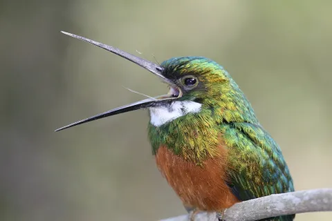 A rufous-tailed jacamar (Photo by Benjamin Freeman)