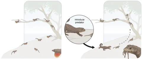 A series of experiment spanning 40 years on small islands in the Bahamas have revealed how prey species, like small brown anole lizards (Anolis sagrei), evolve in response to predators. (Illustration: Mark Belan/ArtSciStudios)