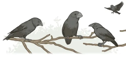 A 40-year field study of Galápagos ground finches (Geospiza sp.) has provided unparalleled insights into how natural selection operates in the wild and how new species might form. (Illustration: Mark Belan/ArtSciStudios)
