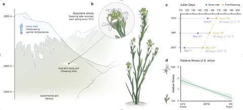 Long-term studies at the Rocky Mountain Biological Laboratory in Colorado, USA, reveal that Drummond’s rockcress (Boechera stricta), a North American wildflower, bloom almost 4 days earlier each decade since the 1970s. (Illustration: Mark Belan/ArtSci)