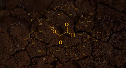 A new hypothesis states that the first sugars emerged from glyoxylate (pictured as the center molecule). In this hypothesis, glyoxylate first reacts with itself and then the byproducts from these reactions. Credit: Scripps Research and Unsplash