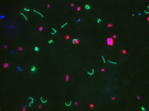 bacteria Konstantinidis.jpeg
