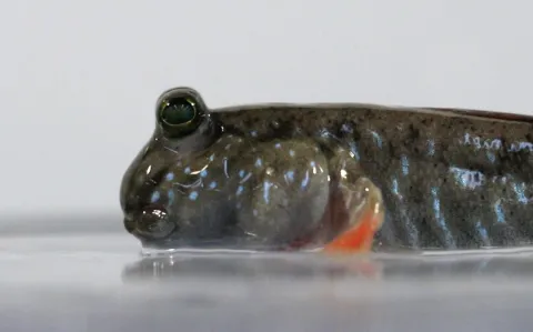 Indian Mudskipper