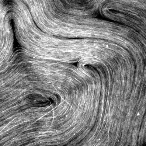 Three noticeable out-of-plane microtubule bundles are misaligned with the rest of the microtubules at the bottom left of the image.