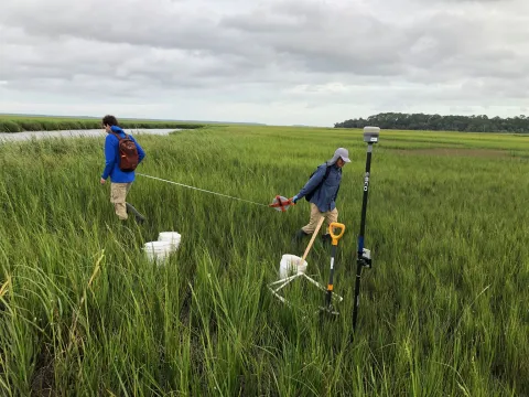 Kostka sampling transects of marshland on Cumberland Island, Georgia.