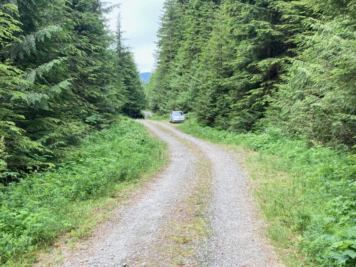 While locating the field sites, Freeman spotted this bear on an old road. (Credit: Benjamin Freeman)