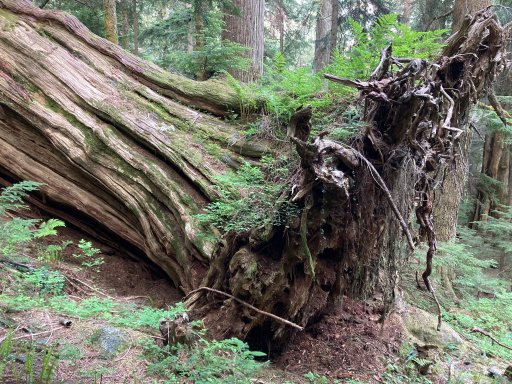 A large downed cedar tree in one of the lowland old-growth forests that Freeman navigated. (Credit: Benjamin Freeman)