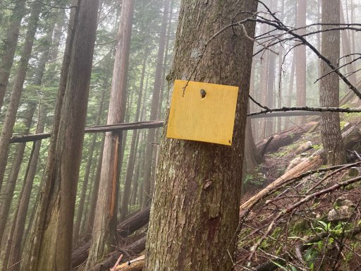 A placard still standing from the original surveys conducted in the early 90's. Finding these original sites was a "scavenger hunt," Freeman says. (Credit: Benjamin Freeman)