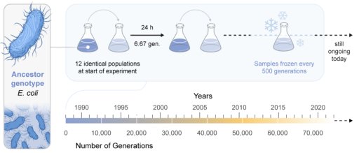 Founded in 1988, the Long-Term Evolution Experiment (LTEE) is the world’s longest-running ongoing evolution experiment now spanning 75,000 generations. (Illustration: Mark Belan/ArtSciStudios)