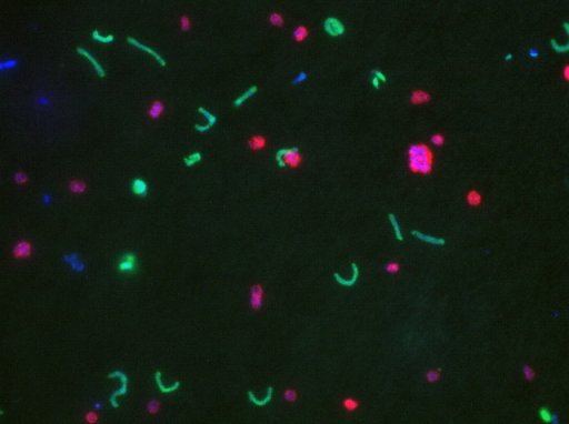 bacteria Konstantinidis.jpeg