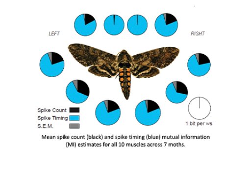 Brain-Data-Sponberg-480x330.jpg