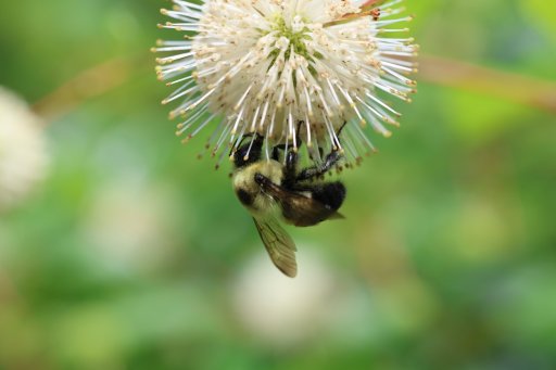 Bee.jpeg